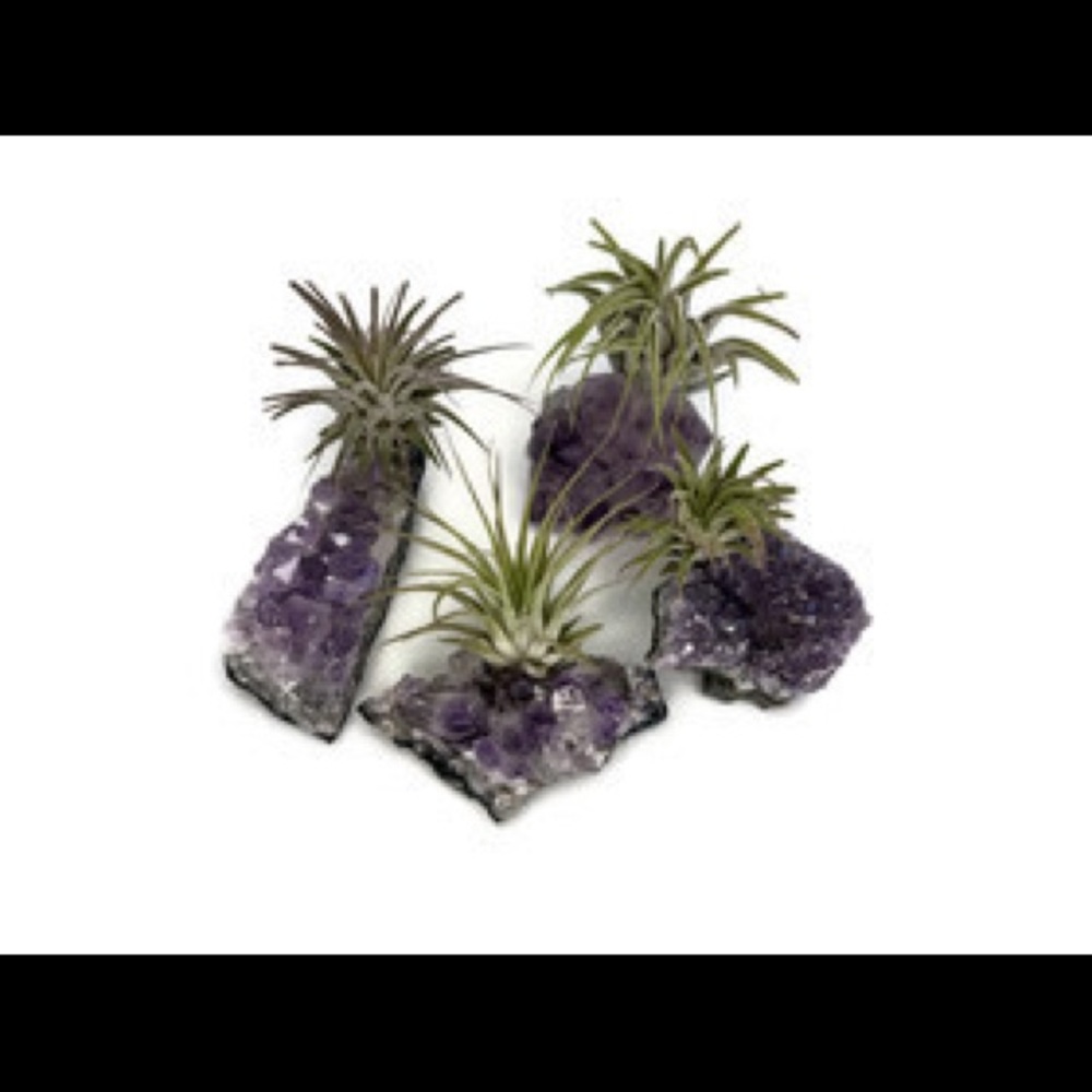 Amethyst & Air Plants